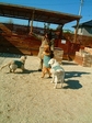 DSCF8303.jpg